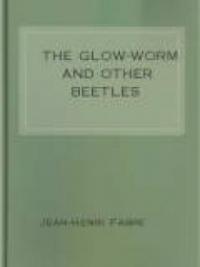 The Glow-Worm And Other Beetles
